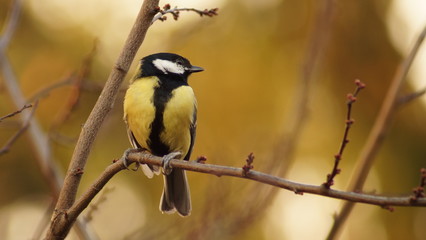 Sikora bogatka © marko658