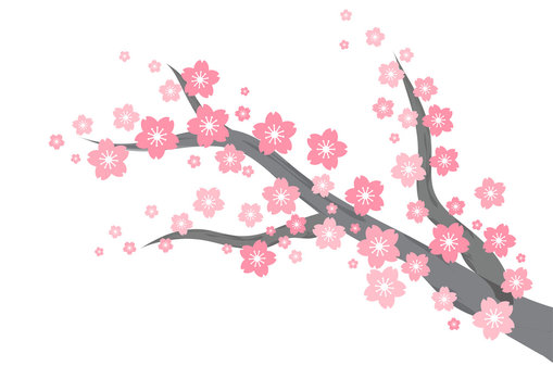 cherry blossom branch background