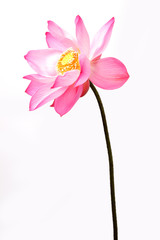 blooming lotus flower isolated on white background.