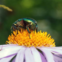 green beetle macro