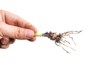 Hand Holding Small Plant with root