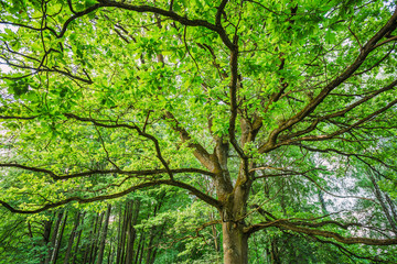 Obraz premium Canopy Of Tall Oak Tree. Sunny Deciduous Forest