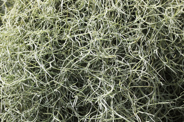 spanish moss background.