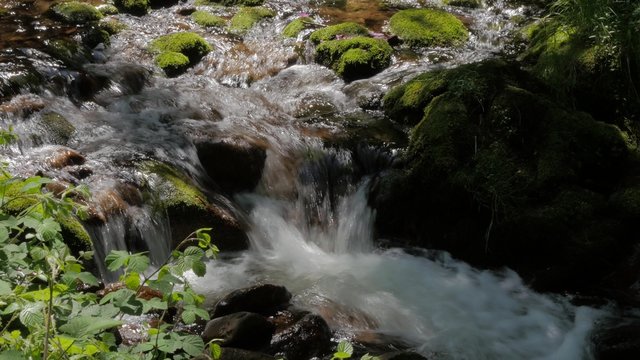 Forest creek stream flowing water