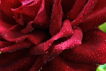drops of dew on the leaves of red roses