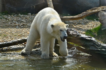 Polar bear in Vienna zoo Schönbrunn