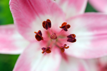 Fototapeta na wymiar Beautiful fresh pink flower heads