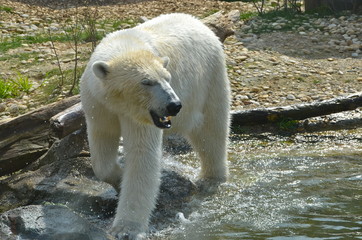 Polar bear in Vienna zoo Schönbrunn