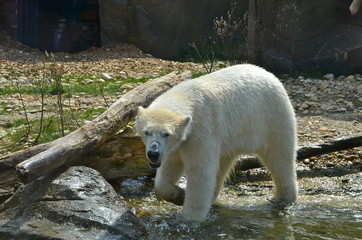 Polar bear in Vienna zoo Sch&ouml;nbrunn