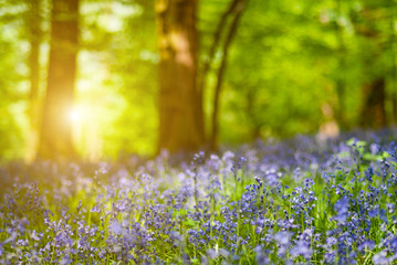 Obraz na płótnie Canvas Detail of bluebell flower forest - photo with low depth of field