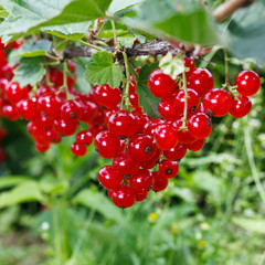 fresh red currant