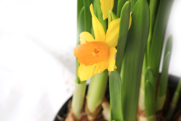Spring daffodils decoration delicate background selective soft focus