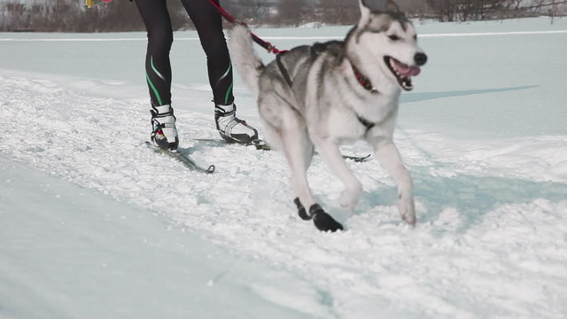 Skier in harness with sled dog