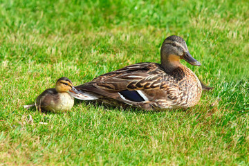 duck and duckling
