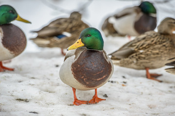 duck on ice in winter time