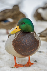 duck on ice in winter time