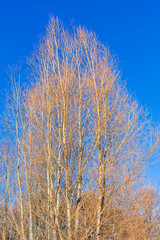 yellow bare Alder trees and blue sky