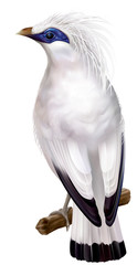 Bali Myna Leucopsar rothschildi rare endemic bird and faunal emblem of Bali. vector illustration