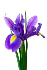 Fotobehang Iris iris boeket van verse bloemen geïsoleerd op een witte achtergrond