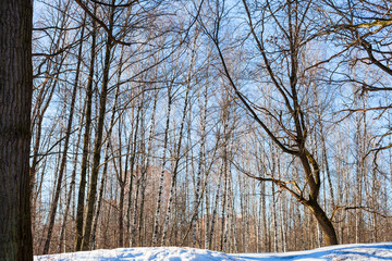 bare trees on snowy hill in urban park