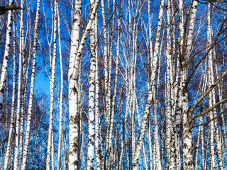 Obraz premium white birch trees and blue sky