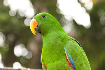 Close up of bright green eclectus male parrot with orange beak in wild Papua New Guinea