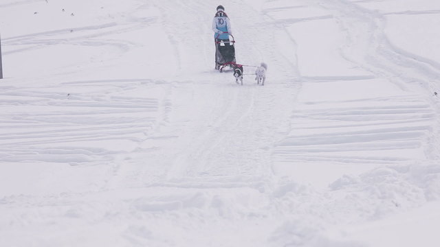 Pair of husky sled dogs with dog-driver