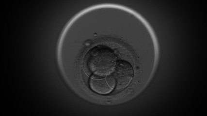 Blastocyst formation (human egg fertility cell division) time lapse under microscope