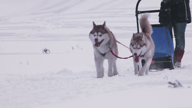Pair of husky sled dogs with dog-driver
