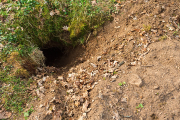 Badger sett in the ground