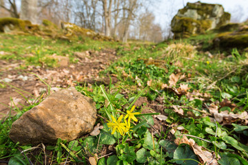 Yellow star-of-Bethlehem in spring