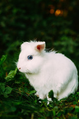 White Funny Bunny Rabbit On Green Grass