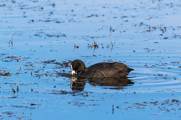 Coot eating in the water