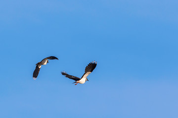 Northern lapwing flying in the spring sky