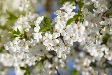 Obraz na płótnie Canvas white flowers blooming on branch