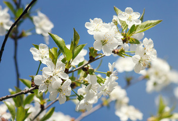 white flowers blooming on branch
