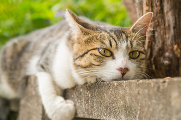 Fototapeta premium cat