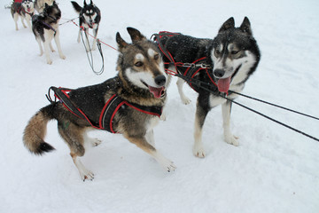 Chiens de traîneau 