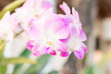 Fototapeta na wymiar Pink Orchid flowers on soft background
