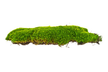 Green moss on white background