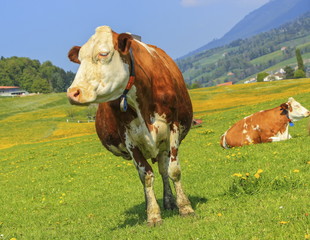Fototapeta na wymiar Fribourg cow resting, Switzerland