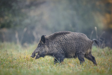 Wild boar, male, in autumn meadow