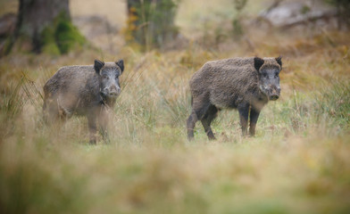 Two wild boar females, mother and daughter