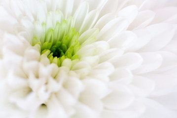 Dalia bianca recisa macro