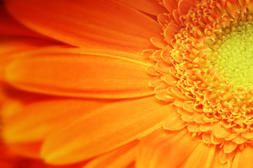 Fiore arancione margherita