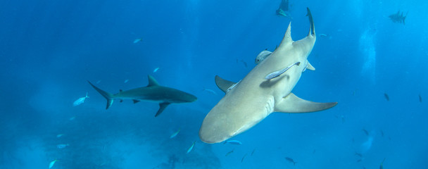 Fototapeta premium Caribbean reef shark
