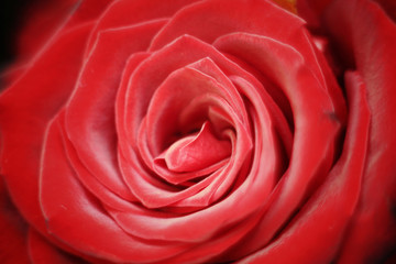 Rosa rossa vellutata su fondo nero