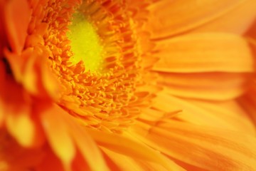 Fiore arancione margherita