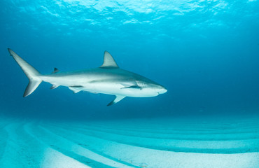 Caribbean reef shark