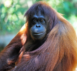Orangutan in Sabah Borneo, Malaysia.